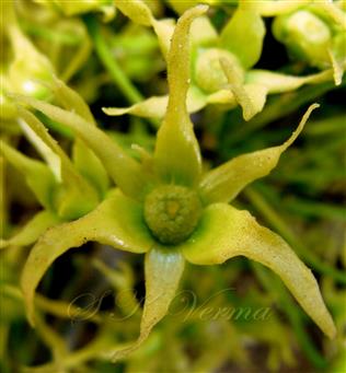 Flower with 6 petal, stamens and carpels at top ( yellowish)